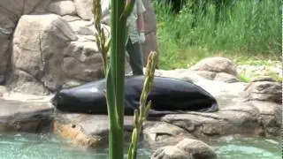 Feeding of the Seals.wmv
