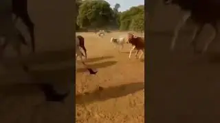 jay gau mata 🙏🙏#shortvideo #viralvideo #jay gau mata 🙏🙏
