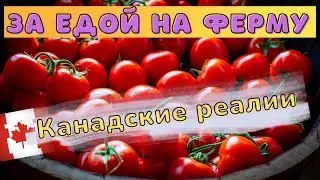 ЖИЗНЬ В КАНАДЕ | Фермер в Канаде. Канадская деревня. Купить продукты напрямую от фермера.