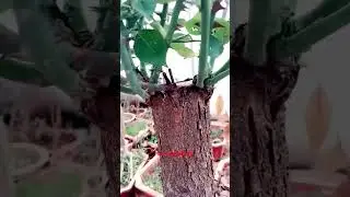 The ultimate rose Grafting technique #trending #farming #youtubeshorts