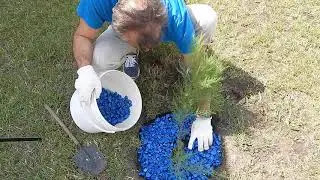 Чтобы не росла трава вокруг кустов - практично и красиво