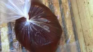 Обработка от клеща и подкормка с кас 81
