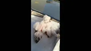 совята ушастые маленькие