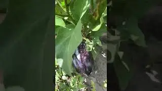 Летний обед 🥗 🥔