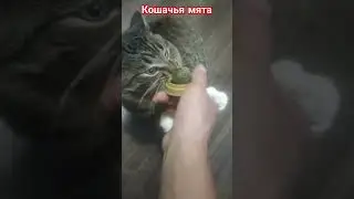 #залетит #cat #подпишись #кот #котик #кошачьямята #другой #sports