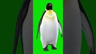 Penguin Walking Green Screen Effect 