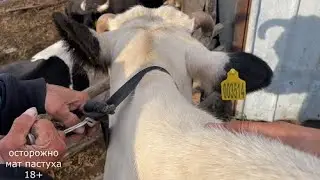 Привёл корову на пастбище. Пастух настраивает сигнализацию у коровы