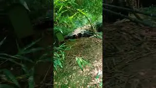 forest | roy official | #relaxing #relaxingmusic #nature #music #love #roy #funny #sad #viral