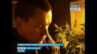 марихуана в Тосно