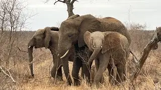 Khanyisa & Timisa’s Excited Elephant Play Time After an Escape from Zindoga