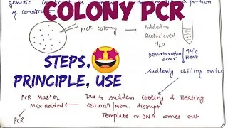 Colony PCR #types of pcr #pcr variations🤩