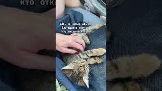 Все котятки разданы в хорошие руки) спасибо всем неравнодушным 🥰