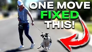Young Pitbull LUNGES At All Dogs!(FIXED INSTANTLY)