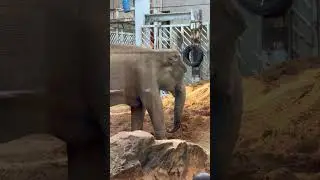 Yaponiyada zoopark😍