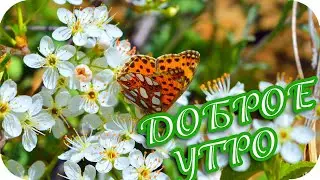 Доброе утро! 🌸Пусть успех сегодня ждет тебя!🌸Good morning!🌸