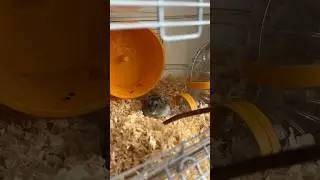 Уборка в особняке хомячка #животные