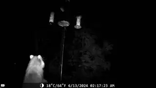tryhard raccoon