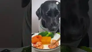 Em bé cún bông vui nhộn  #chó  chó  chó