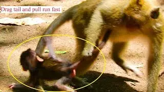 Dee Dee influence on Danna she make Daniela hurt cry super loud  / Monkey Post