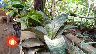 GROWING PLANTS||HOUSE PLANT #viral