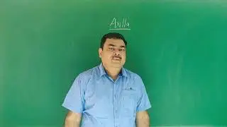 AXILLA (In hindi)PART 2/5 BY DR A K SINGH