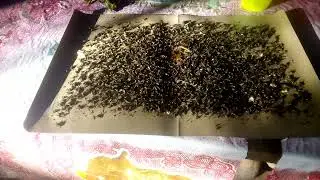 Ang Daming Langaw na nahuli kakadiri