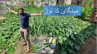 Most Amazing Fruits and Vegetables Farming | har mah hazaro ropay bachanay ka tareqa janiye