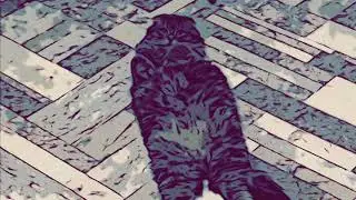 Боевой кот пушистик