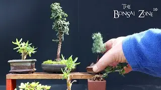 Creating More Tiny Trees, The Bonsai Zone, May 2023