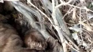 Copy of bear close up!