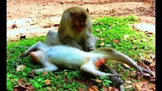 Nice coupled monkeys massage, Real life monkey Angkor daily​​​ 1642