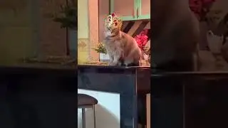 Да кем ты себя возомнила?...Я: #shorts #домашниеживотные  #коты #топ