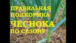 Подкормка чеснока по сезону