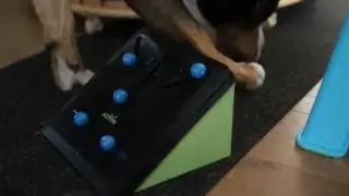 Swissy doing a Trixie Activity Gambling Tower