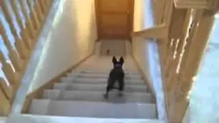 Собака Дюраселл