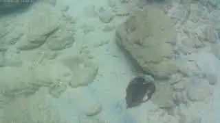Pattaiya. The underwater world of the Gulf of Thailand. Relax