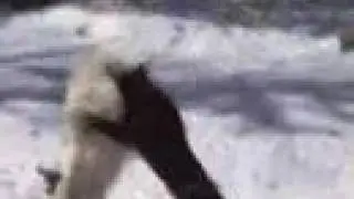 Husky and Lab  Territorial fight