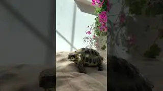 Сухопутная черепаха🐢￼