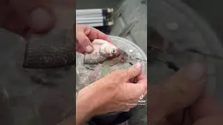 How To Rig For Catch And Release Alligator Gar Fishing 🦖