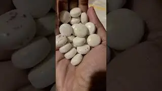 All Filling Platter Videos 2022