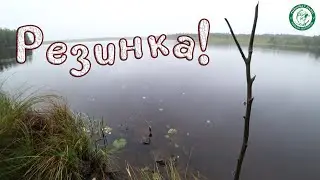WE PUT OUT THE ELASTIC BAND AND THERE'S A BITE IMMEDIATELY! PIKE, PERCH ON GRANDFATHER'S FORGOTTE...