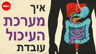 איך עובדת מערכת העיכול שלך – אמה ברייס