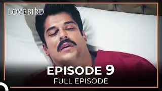 Lovebird Episode 9