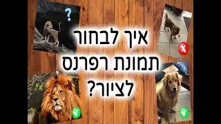 הציוריה - איך לבחור תמונת רפרנס