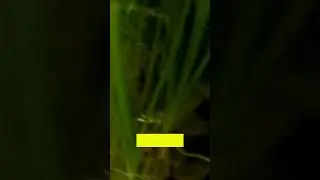 Интересная версия распространения амурского чебачка по нашим водоемам