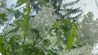 Как живут цветы в ленинградской области