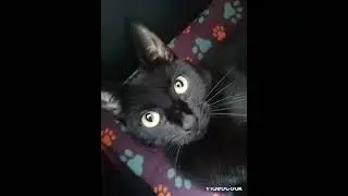 Китти Кэт