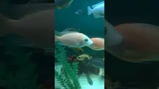 Самец аулонакары Орхидея 