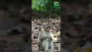 A yellow banana is making happiness to monkey.❤️🐒