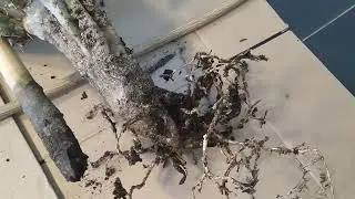 Кактус - пересадка голландского цереуса!!!!
